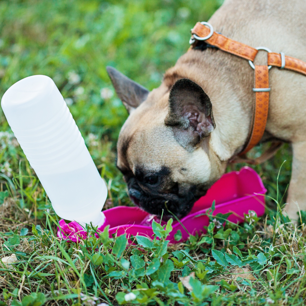 Essential Tips for Keeping Your Pet Happy and Healthy