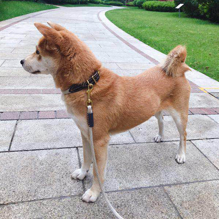 New Dog Hand Holding Rope Cute Dog Leash