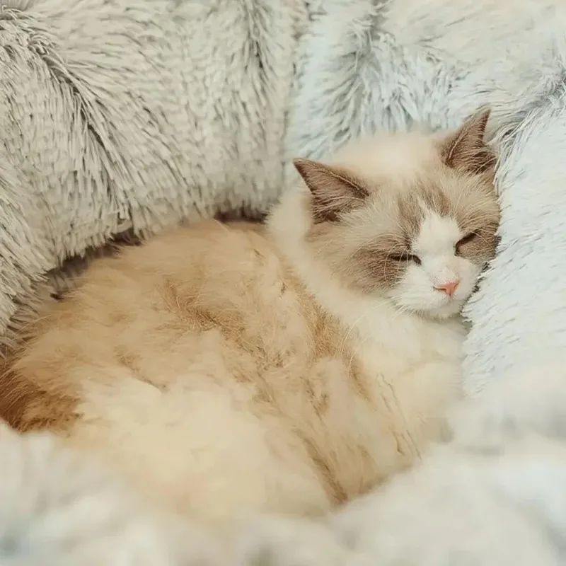 Cats Bed Christmas Beds Cats Plush Cushions