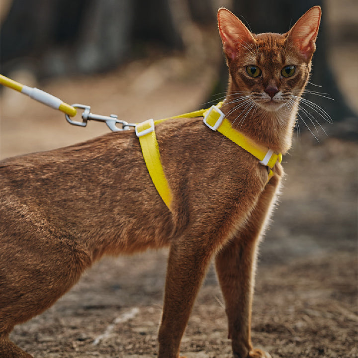 Pet Anti Breakaway Traction Leashe