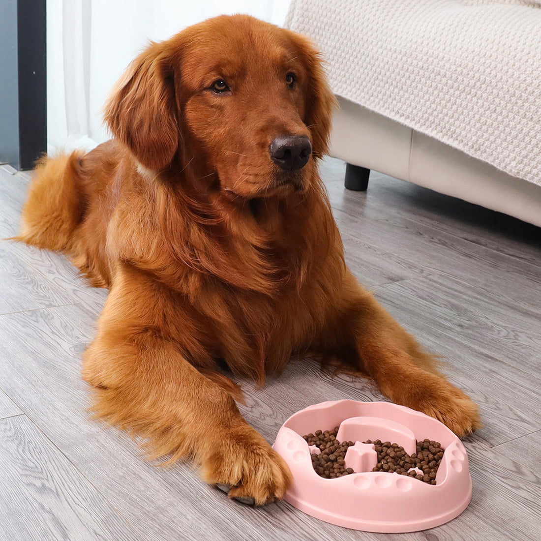A Moon Star Wings Pet Slow Food Bowl